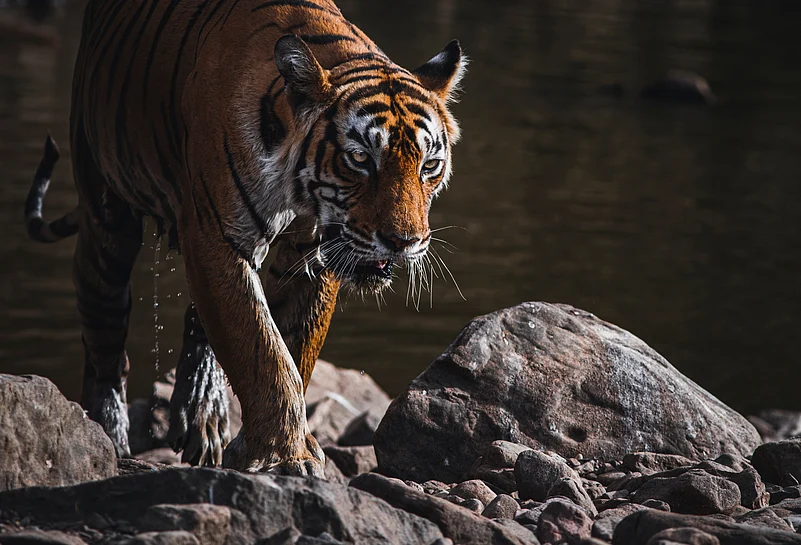 A portrait of the legendary tigress Machli from Ranthambhore