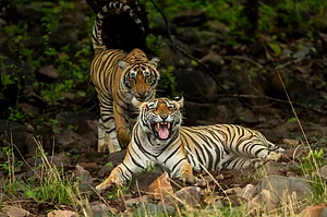 Shutterstock : A wild female Bengal tiger or panthera tigris snarls with her cub