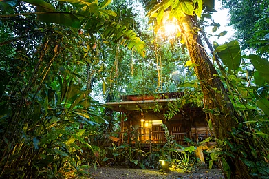 Shutterstock : A shot of a wildlife resort in the thicket of a forest