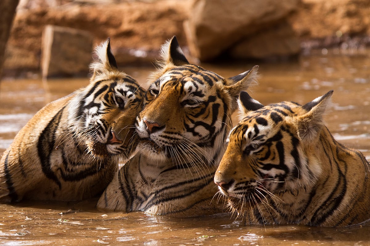 Tigers at Ranthambore