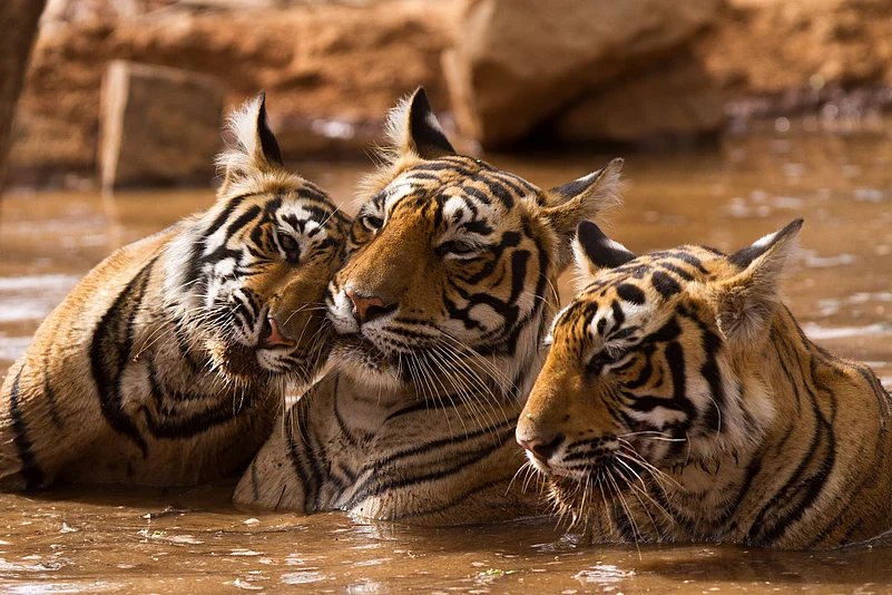 Tigers at Ranthambore