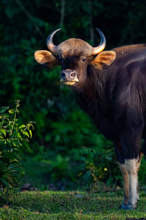 A portrait of a Indian Bison (gaur)