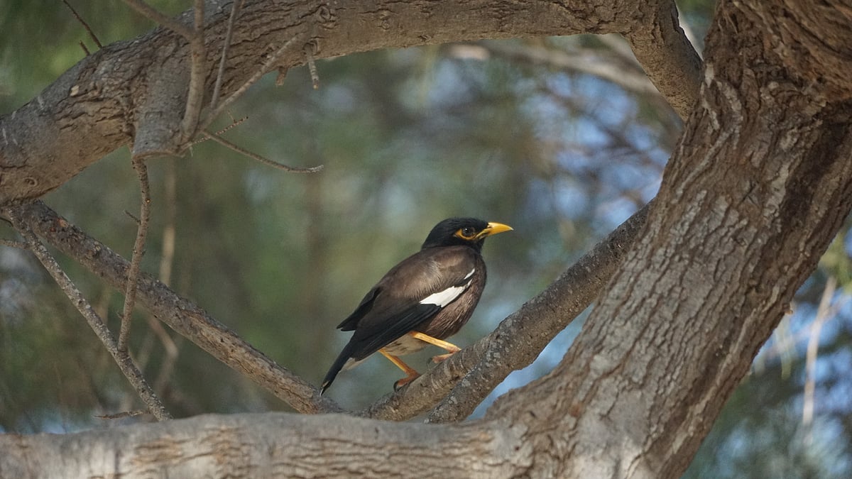 Shutterstock : Bird park in Mumbai/Representational