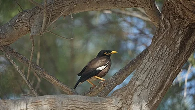 Shutterstock : Bird park in Mumbai/Representational