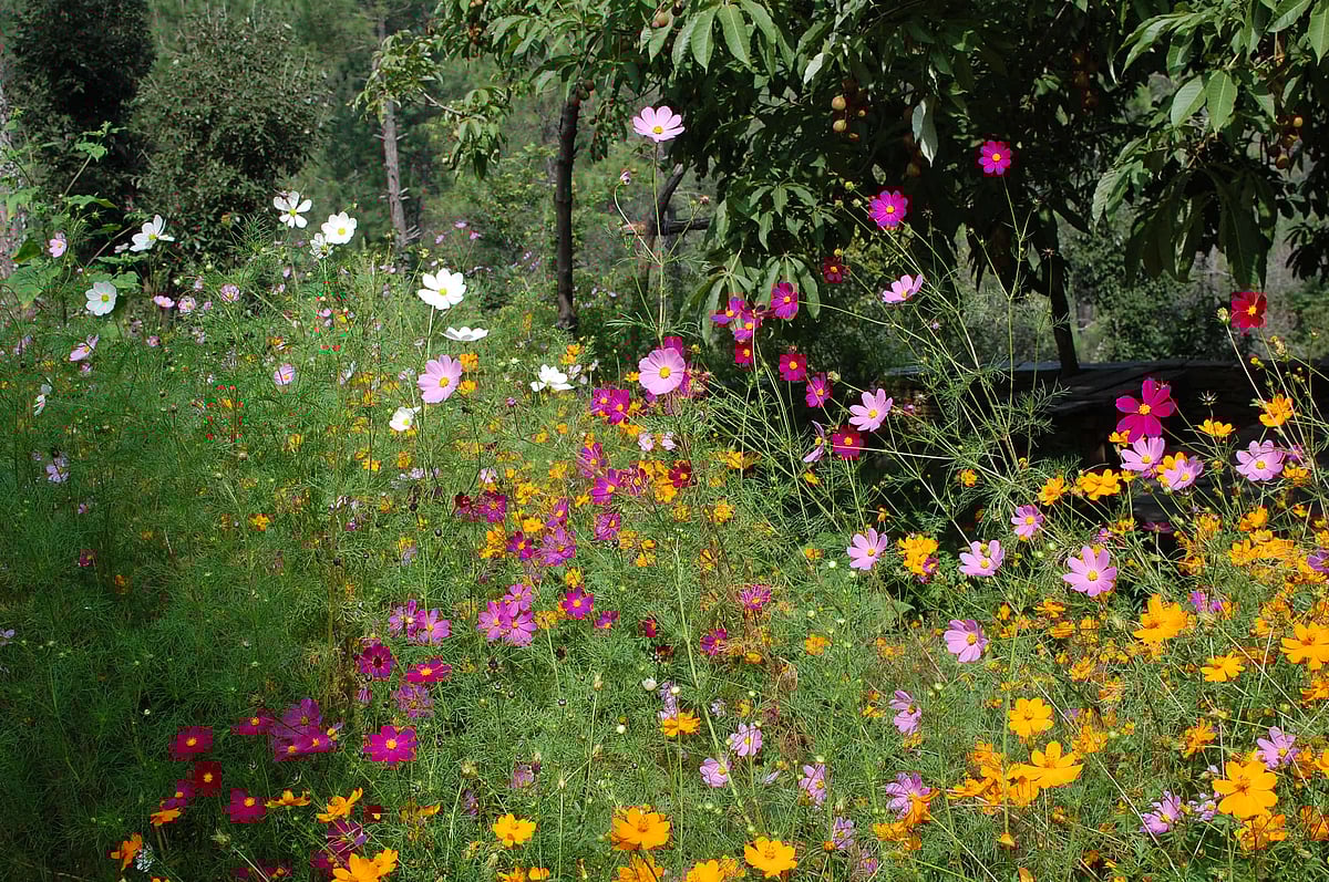 Flowers bloom in Peora