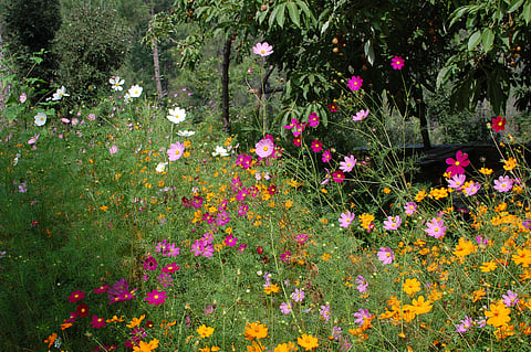 Flowers bloom in Peora