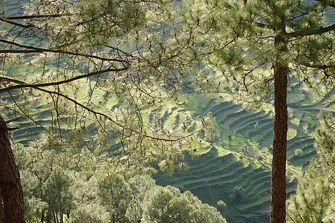 Peora is replete with scenic views such as the one in this photo