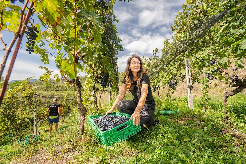 Gaby Gianini at the vineyard