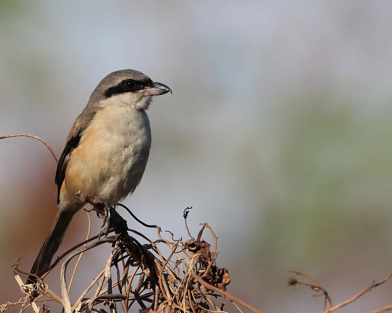 Bird park in Mumbai/Representational