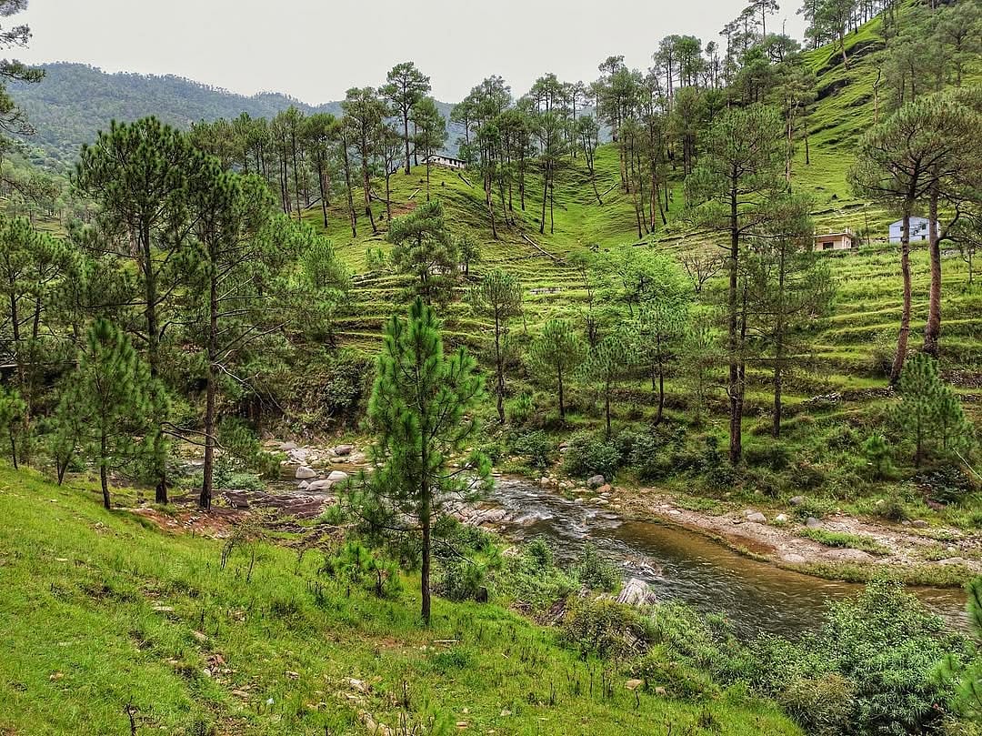 Peoras lush greenery during the summer