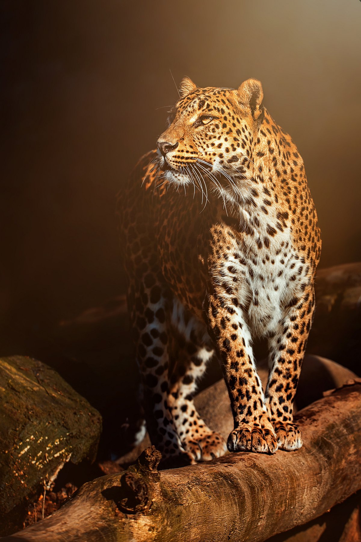 Shutterstock : A leopard photographed in its habitat