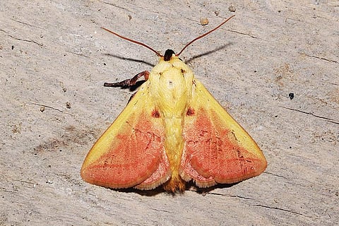 Monema coralina, a slug moth, one of the ten moth species recorded in India for the first time from the Siang landscape