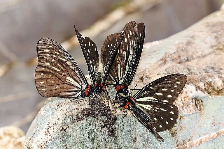 The Dark Freak Calinaga aborica, a rare butterfly, described from the Abor Hills in 1915, and re-discovered in 2015, was abundant in the Siang landscape - | Photo: Sanjay Sondhi