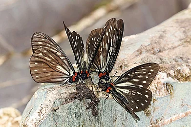 | Photo: Sanjay Sondhi : The Dark Freak Calinaga aborica, a rare butterfly, described from the Abor Hills in 1915, and re-discovered in 2015, was abundant in the Siang landscape