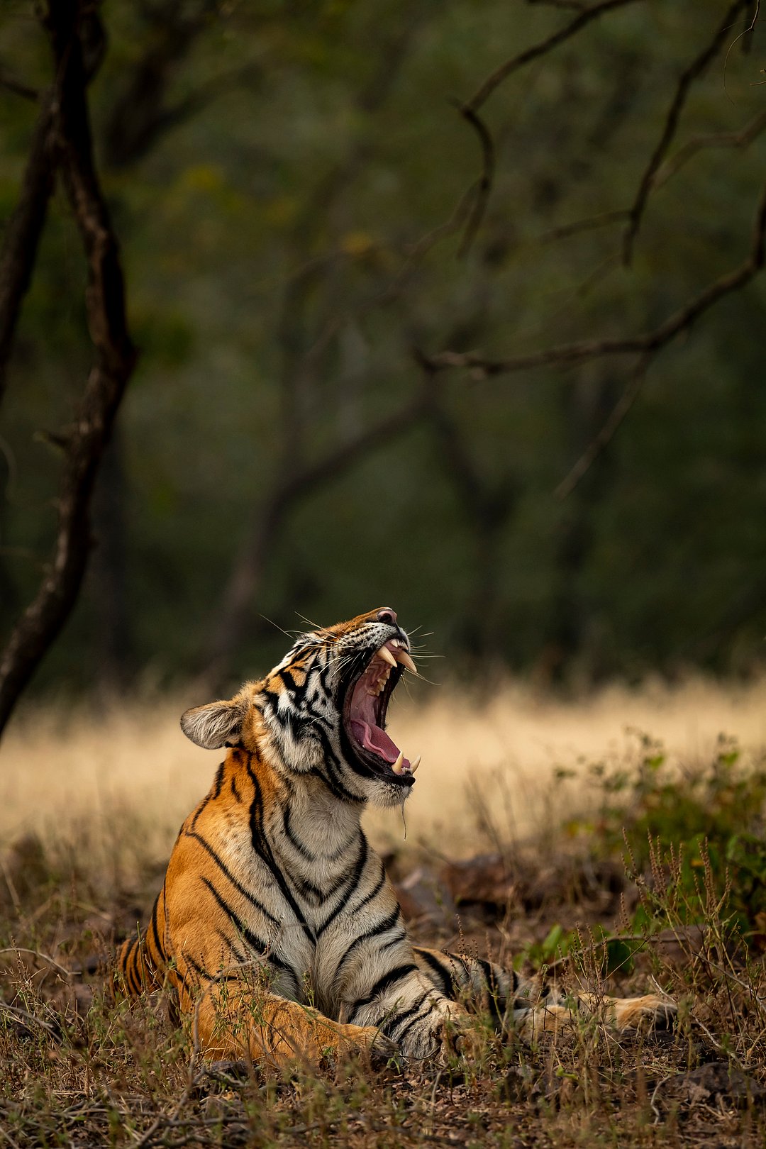 A tiger at Ranthambore National Park