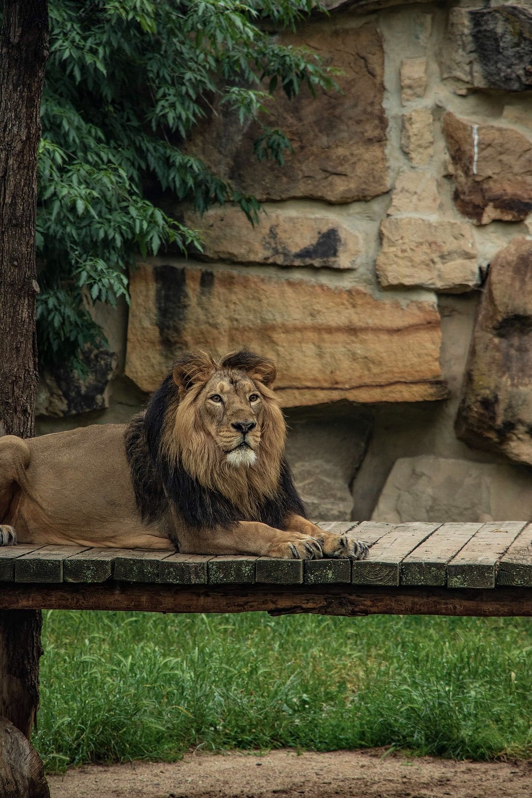 An Asiatic lion at the Gir National Park
