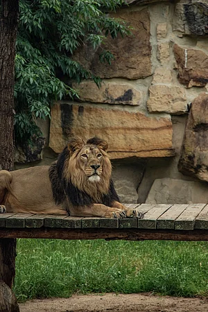 Shutterstock : An Asiatic lion at the Gir National Park