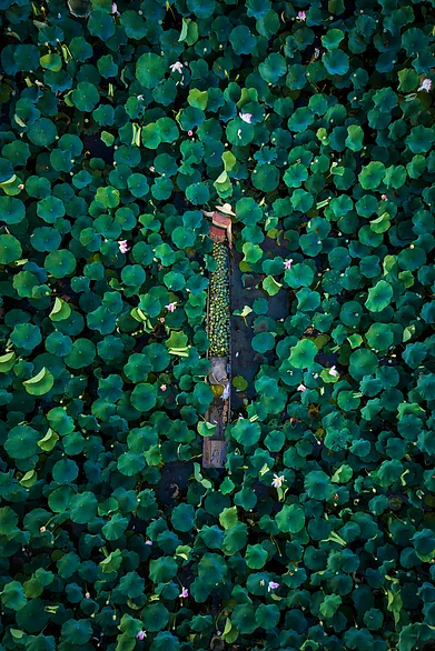 Shutterstock : A lady plucking lotus fruits and stems from the Loktak Lake