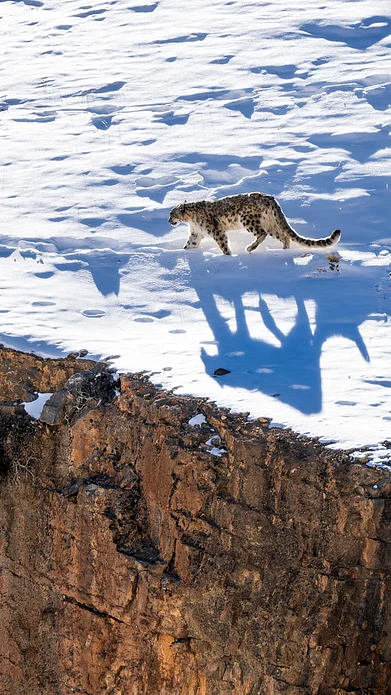 Shutterstock.com : Snow leopard in Spiti
