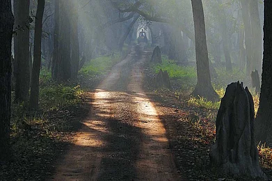 The mystique of a broadleaf forest in the Himalayan foothills captured by the author