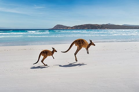 Lucky Bay is a dream destination for swimmers, snorkelers, surfers, and anglers