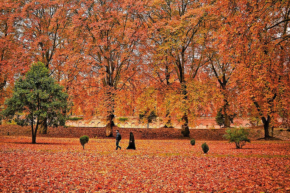 The last Kashmir chinar census (2018), put the number of the trees at 34,606.