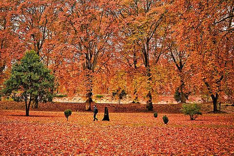 The last Kashmir chinar census (2018), put the number of the trees at 34,606.