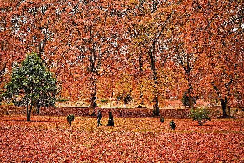 The last Kashmir chinar census (2018), put the number of the trees at 34,606.