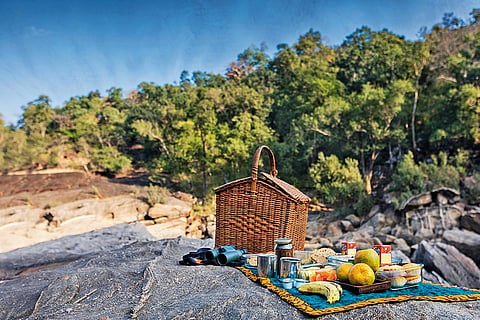 Breakfast in the wild