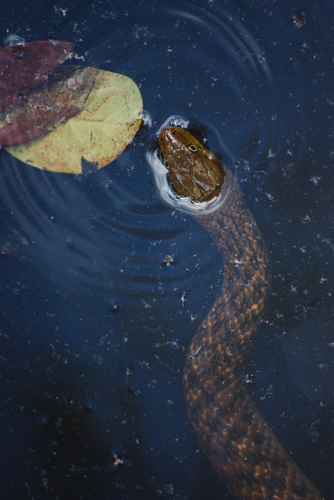 A snake shot at Periyar Wildlife Sanctuary