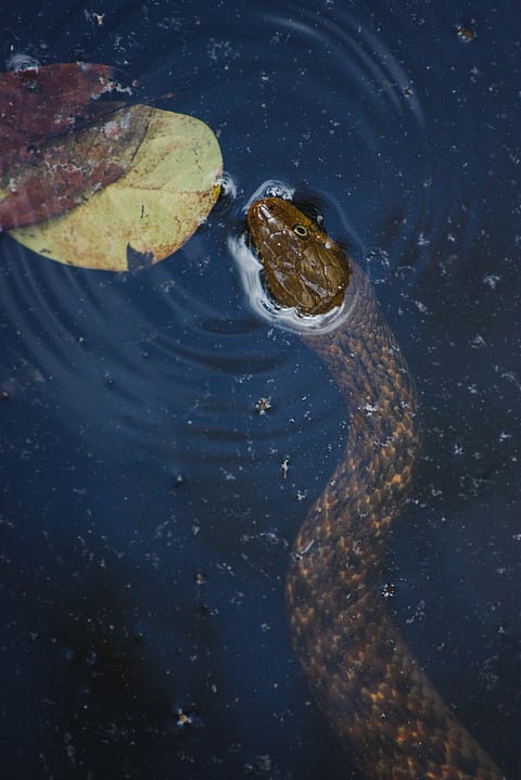 A snake shot at Periyar Wildlife Sanctuary