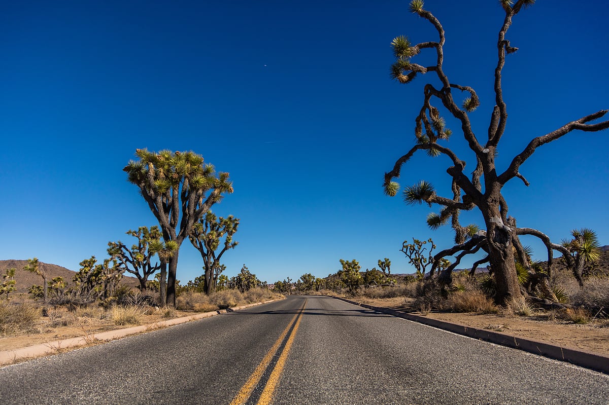 Wonders of the vast wilderness of Joshua Tree National Park