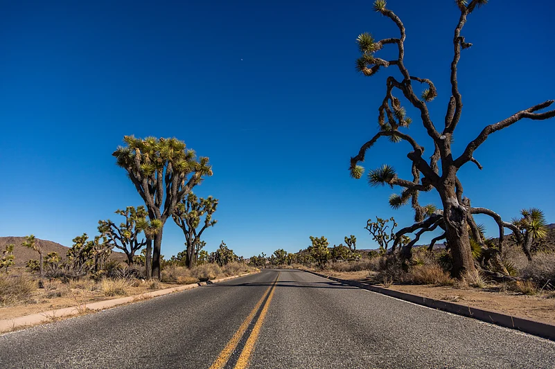 Wonders of the vast wilderness of Joshua Tree National Park