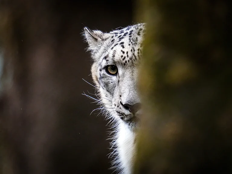 Snow Leopard captured in Padmaja Naidu Himalayan Zoological Park, Darjeeling - Shutterstock