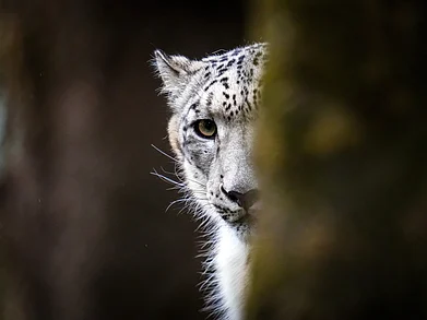 Shutterstock : Snow Leopard captured in Padmaja Naidu Himalayan Zoological Park, Darjeeling