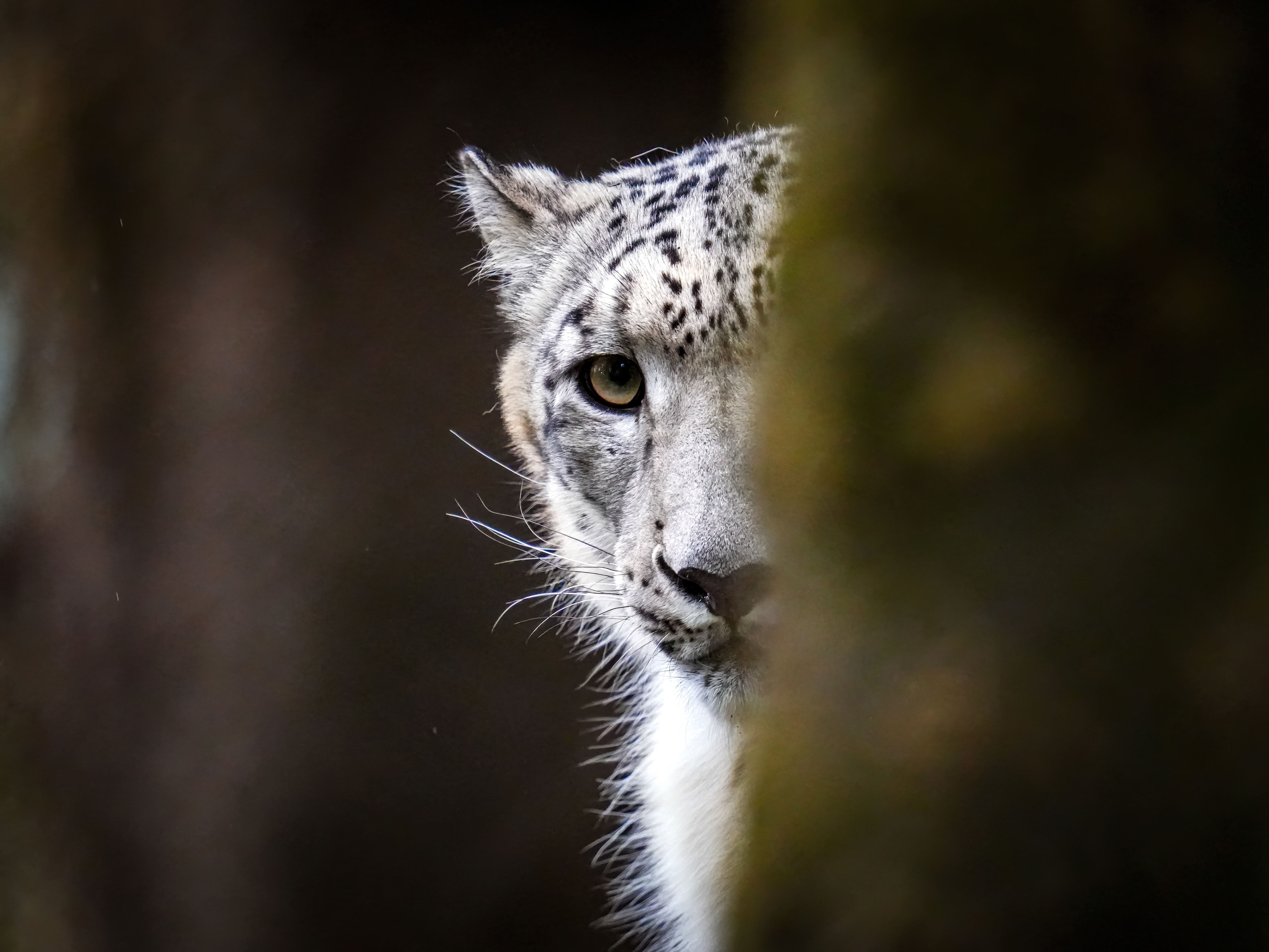 A snow leopard captured in Padmaja Naidu Himalayan Zoological Park, Darjeeling