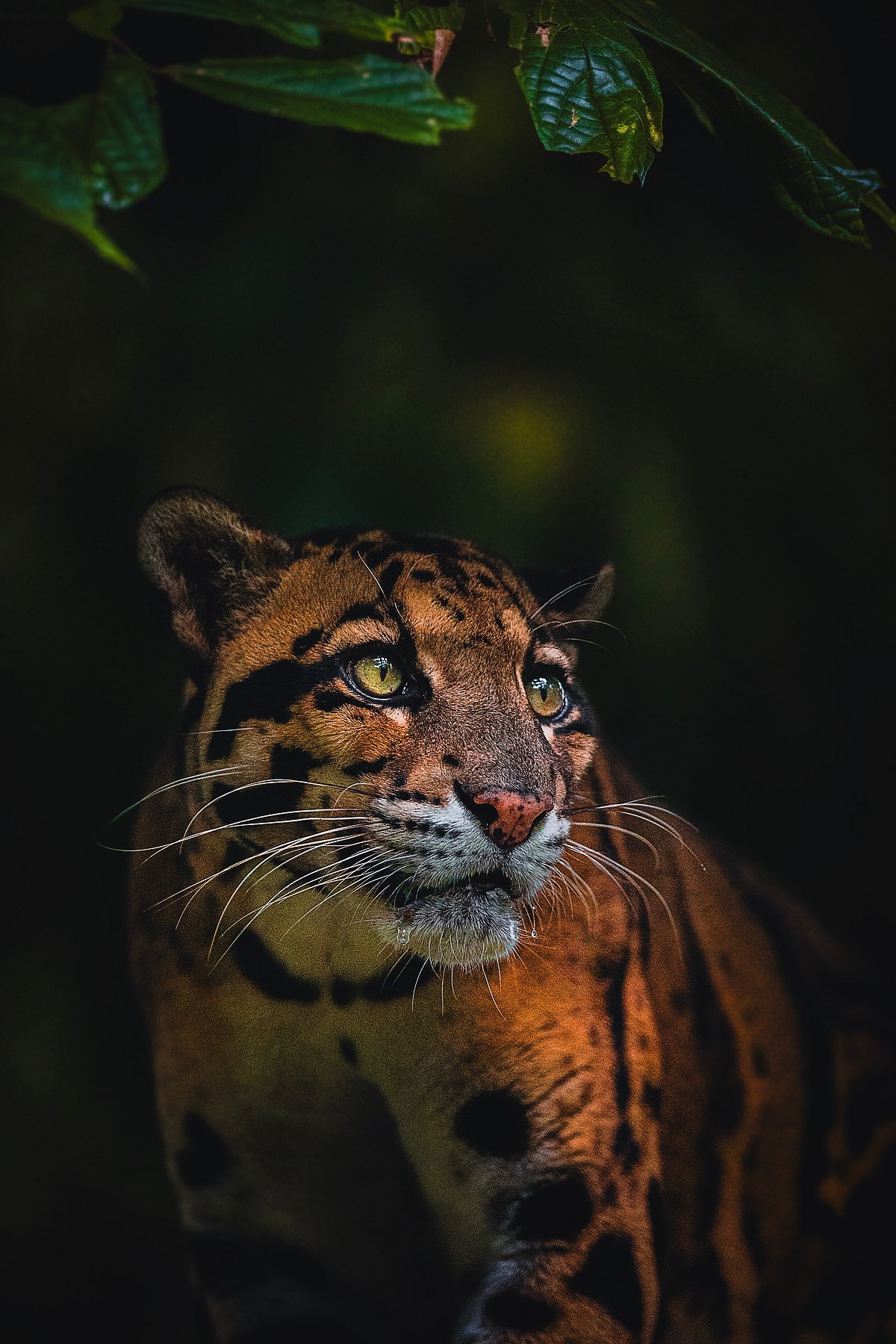 Shutterstock : A stunning shot of an Indian Clouded Leopard in its habitat
