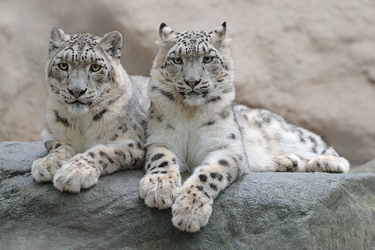 A pair of snow leopards in Hemis National Park in the Leh district of Ladakh