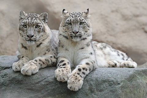 A pair of snow leopards in Hemis National Park in the Leh district of Ladakh
