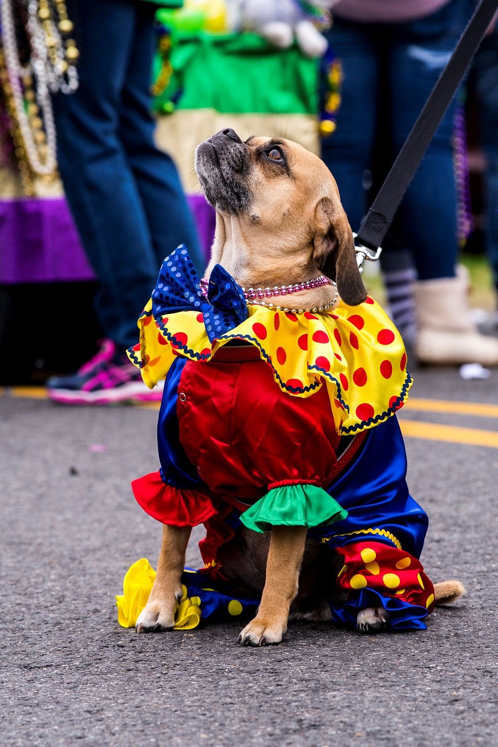 The pet parade at Monroe Mardi Gras