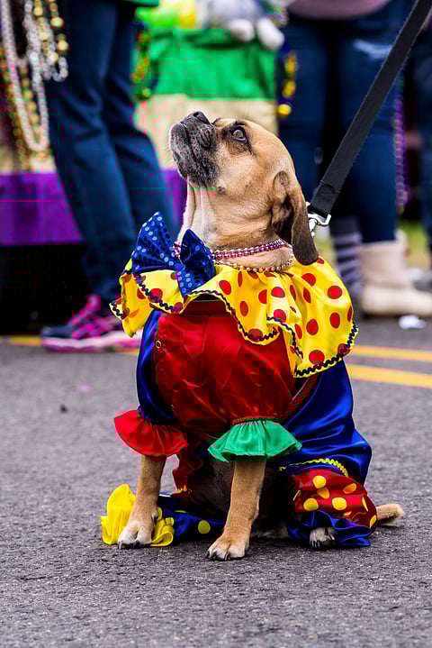 The pet parade at Monroe Mardi Gras