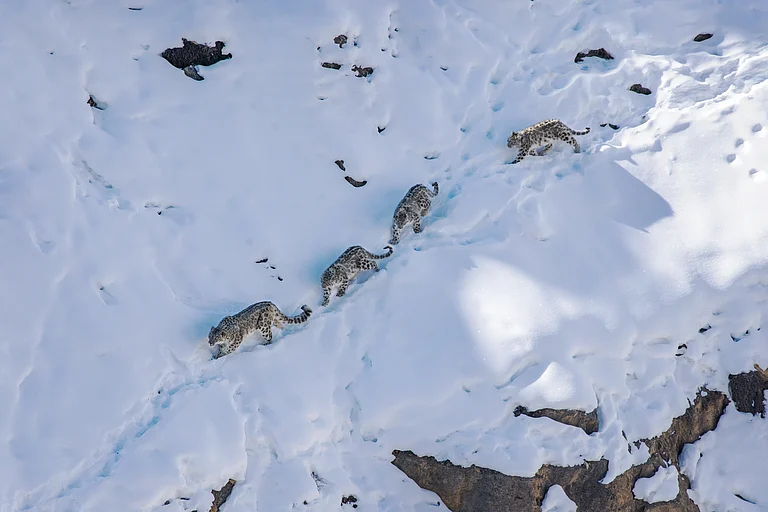 A snow leopard mother with her cubs in the Spiti Valley - Liton Paul photography/Shutterstock