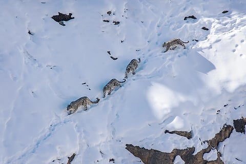 A snow leopard mother with her cubs in the Spiti Valley