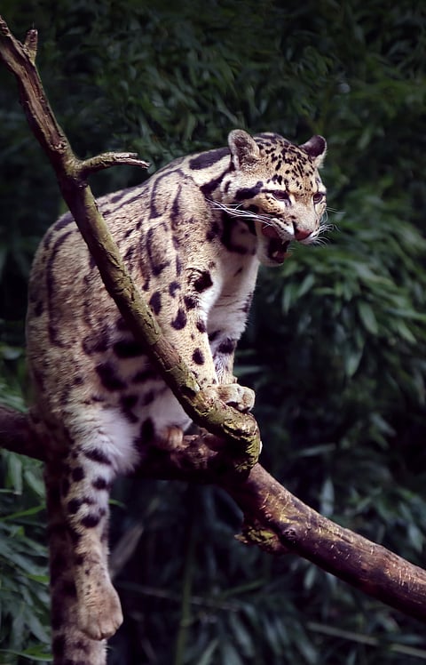 A portrait of a Clouded Leopard in its habitat