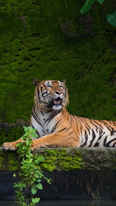 Shutterstock : A Bengal Tiger sits like a king