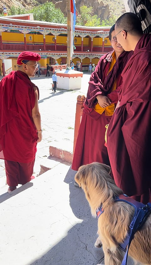 The head Lamaji walking away after petting Theia