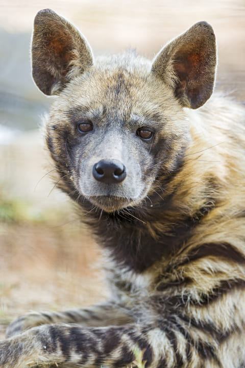 A look at a Striped Hyena