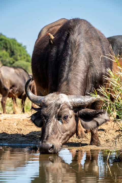 An Indian Bison in its habitat