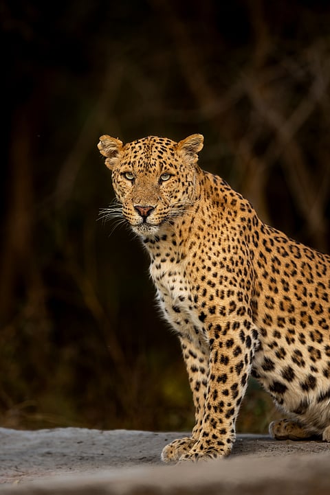 An Indian leopard