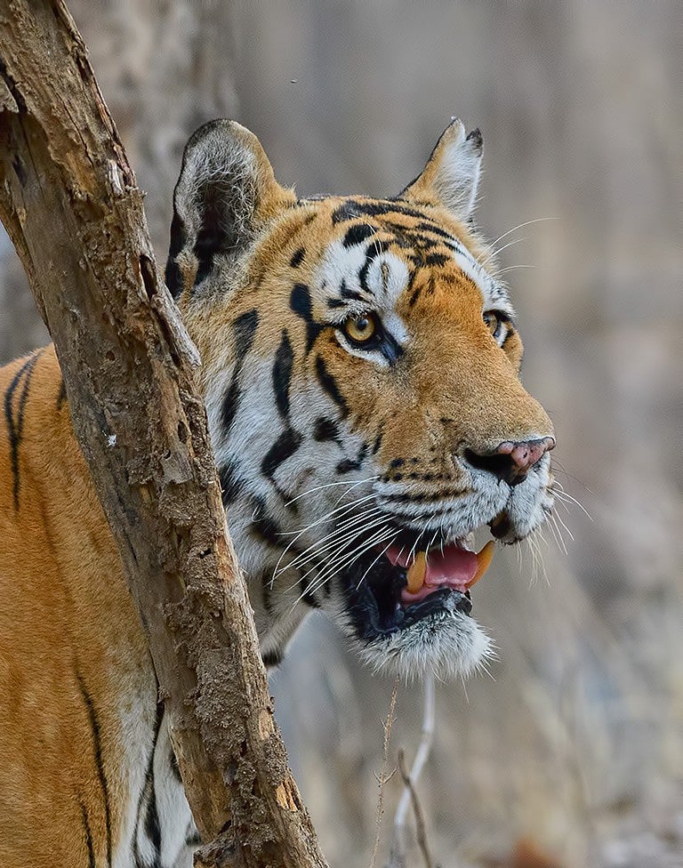 Shreyas Shripad Kashalkar/Wikimedia Commons : Rahyakkassa Male at Pench National Park